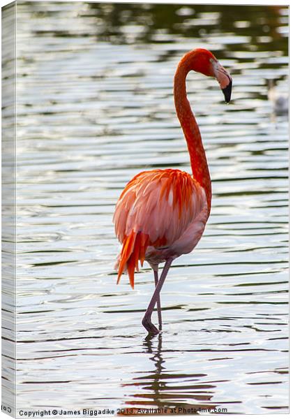 Hot Pink Canvas Print by J Biggadike