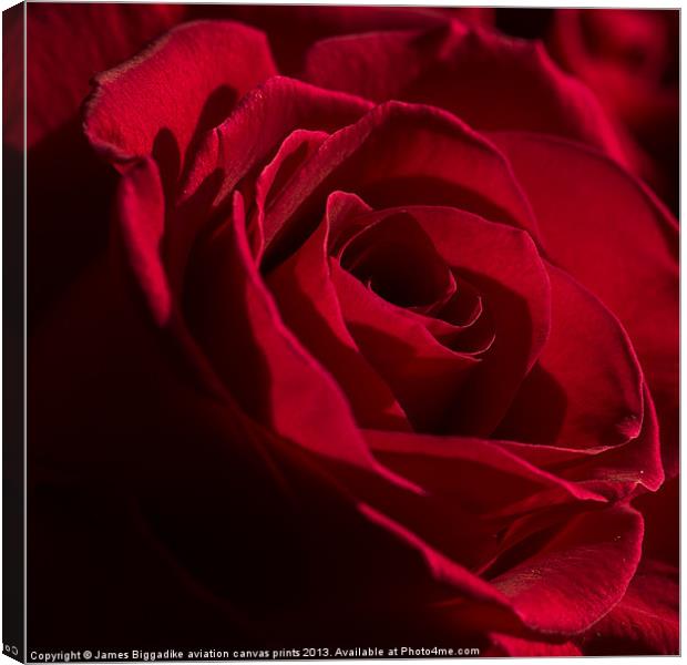 Red Rose Canvas Print by J Biggadike