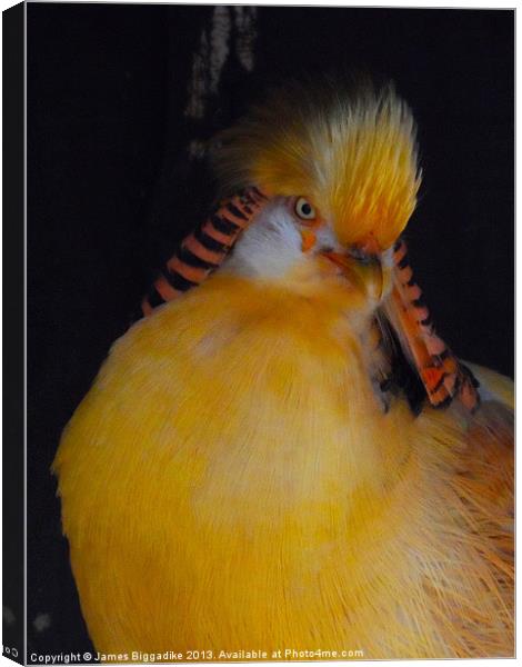 Golden Pheasant Canvas Print by J Biggadike