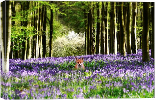Fox and The Bluebells Canvas Print by J Biggadike