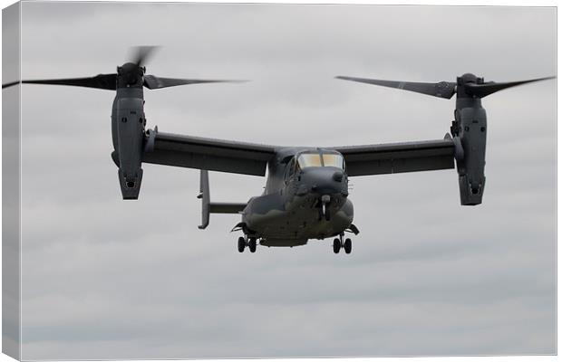 Osprey Hover Canvas Print by J Biggadike