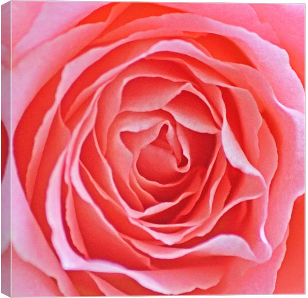 Pink Rose Canvas Print by J Biggadike