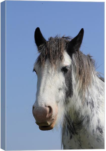 Why the long face? Canvas Print by J Biggadike