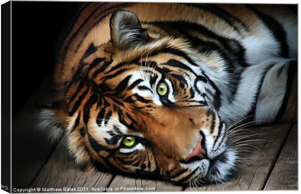 Sumatran Tiger Canvas Print by Matthew Bates