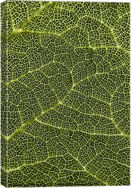 Plant Patterns Canvas Print by Matthew Bates