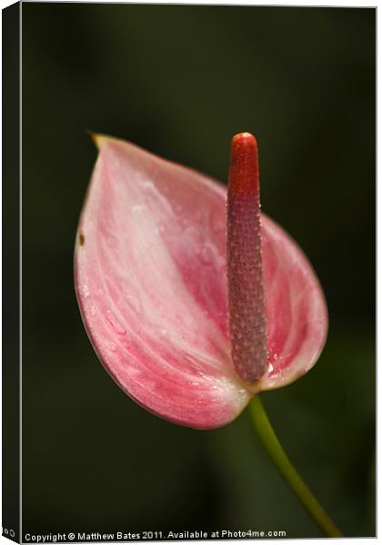 Anthurium Canvas Print by Matthew Bates