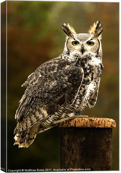Long Eared Owl. Canvas Print by Matthew Bates