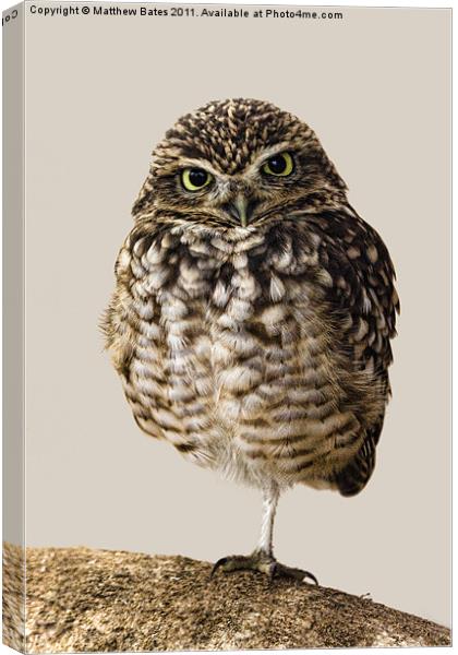 Little Owl (Athene Noctua) Canvas Print by Matthew Bates