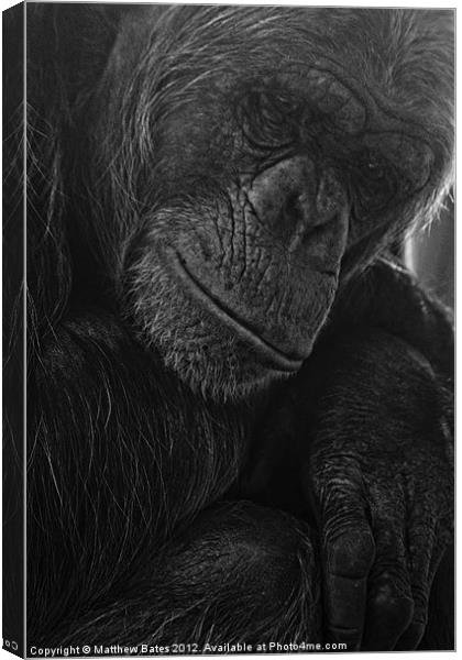 Thoughtful Ape Canvas Print by Matthew Bates
