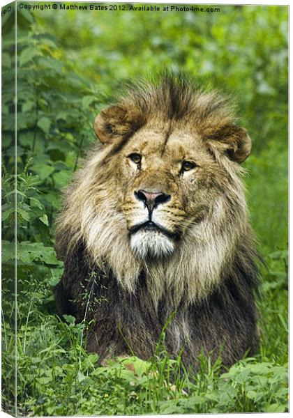Male Lion Canvas Print by Matthew Bates