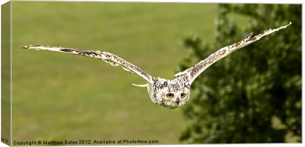 Eagle Owl. Canvas Print by Matthew Bates