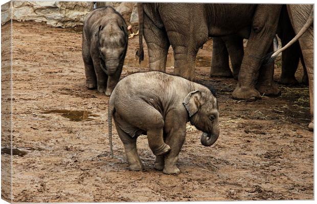 Baby Elephant Canvas Print by Matthew Bates