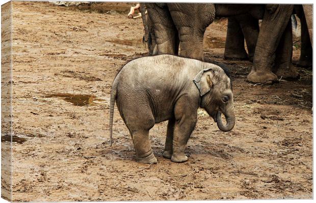 Baby Elephant calf Canvas Print by Matthew Bates