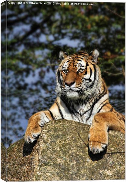 Regal Tiger Canvas Print by Matthew Bates