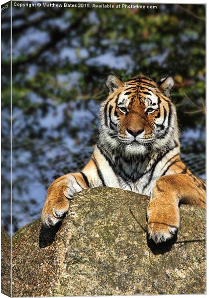 Tiger Canvas Print by Matthew Bates
