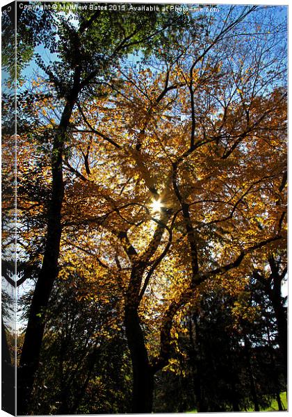 Autumnal colours Canvas Print by Matthew Bates