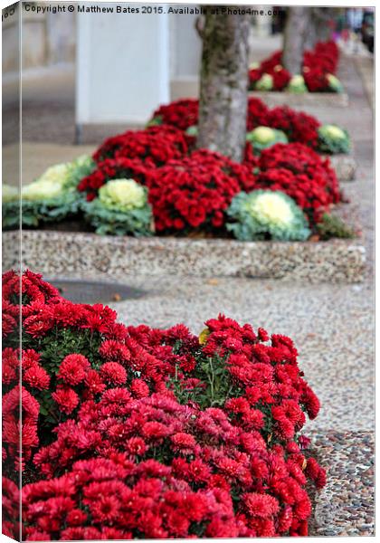 Flower beds Canvas Print by Matthew Bates