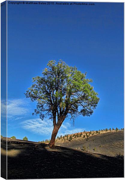 Sunset Crater Volcano tree Canvas Print by Matthew Bates