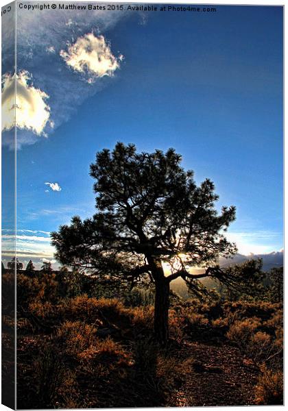 Tree at Dusk Canvas Print by Matthew Bates