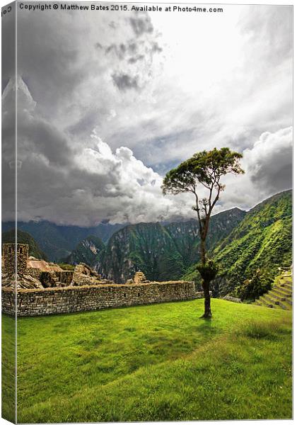Machu Picchu lone tree Canvas Print by Matthew Bates