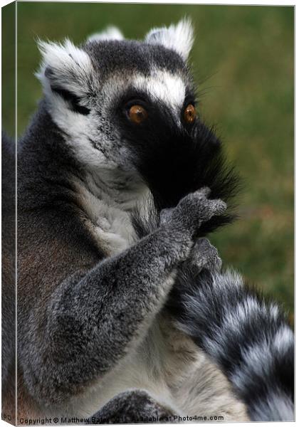 Naughty Lemur Canvas Print by Matthew Bates