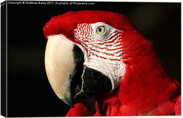Red Macaw Canvas Print by Matthew Bates