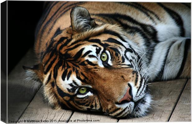 Sumatran Tiger Canvas Print by Matthew Bates