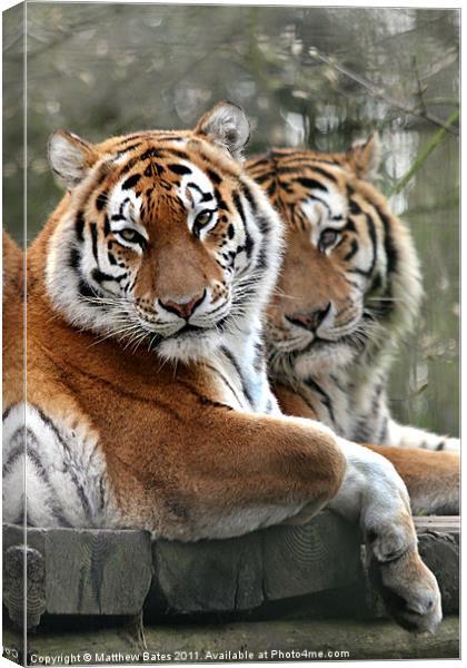Tiger Double Canvas Print by Matthew Bates