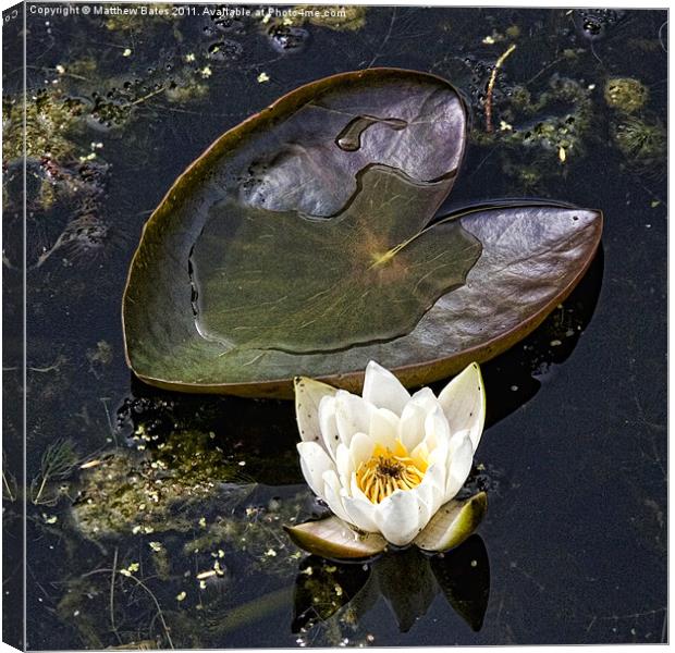 Lily pad and Lotus Canvas Print by Matthew Bates
