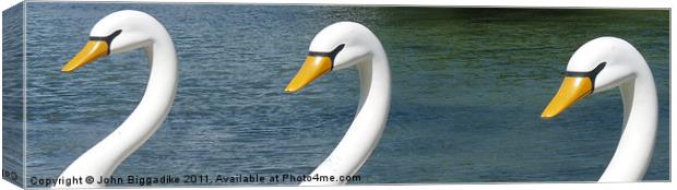 Swan,Two,Three Canvas Print by John Biggadike