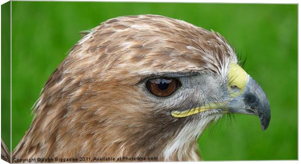 Red-tailed Hawk (Buteo Jamaicensis) Canvas Print by John Biggadike