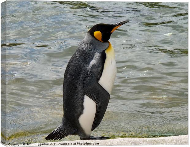 King Penguin Canvas Print by John Biggadike