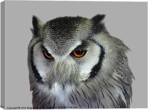 Southern white-faced owl Canvas Print by John Biggadike