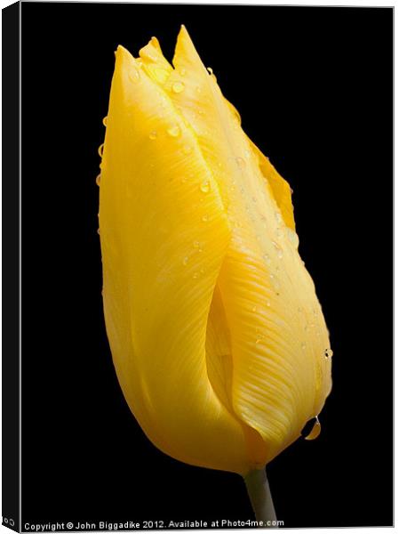 Yellow tulip after a rainshower Canvas Print by John Biggadike