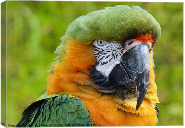 Hybrid Macaw 2 Canvas Print by John Biggadike