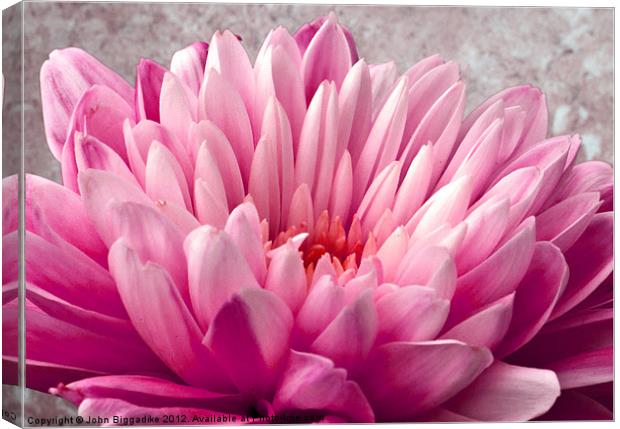 Pink Chrysanthemum Canvas Print by John Biggadike