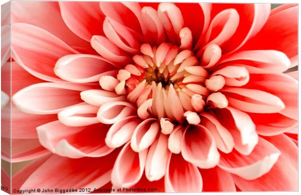 Pink Chrysanthemum from above Canvas Print by John Biggadike