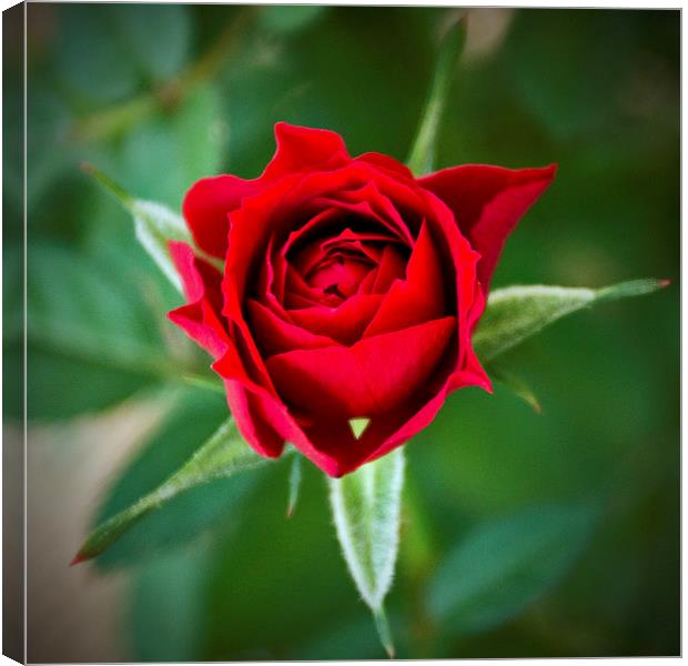 A Rose for My Rose Canvas Print by John Biggadike