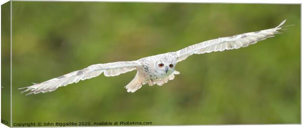 Snowy Owl in flight Canvas Print by John Biggadike