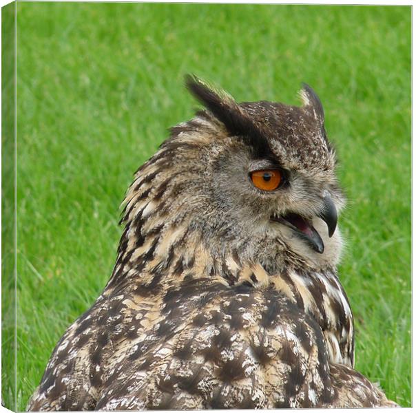 Eagle Owl Canvas Print by John Biggadike