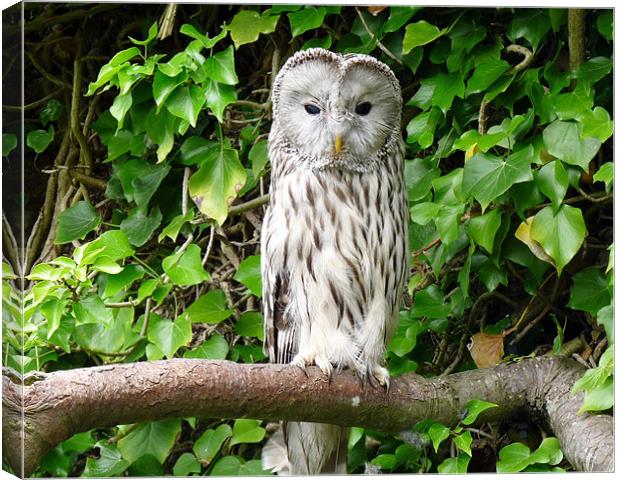 Ural Owl (Strix Uralensis) Canvas Print by John Biggadike