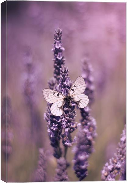 Butterfly on Lavender Canvas Print by Vikki Davies