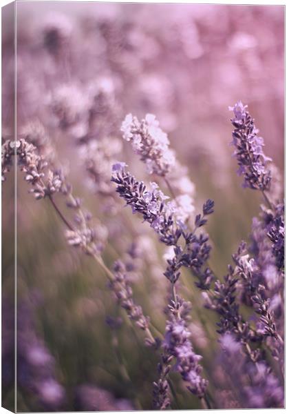 English Lavender Fields Canvas Print by Vikki Davies