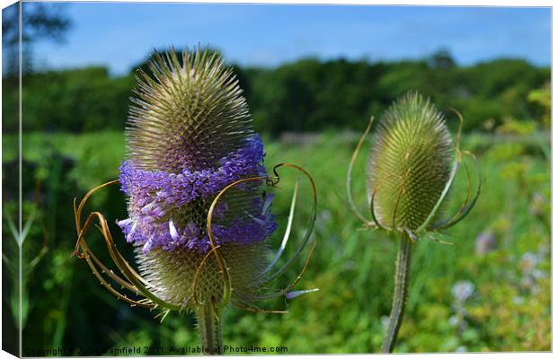 Teasel Canvas Print by Jules Camfield