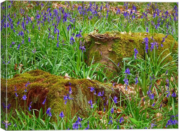 Stumps Between The Bells Canvas Print by Jules Camfield