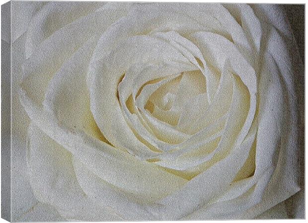 White  Rose Canvas Print by Jules Camfield