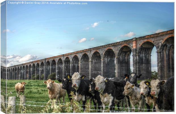  HDR Cows Under The Arches Canvas Print by Daniel Gray