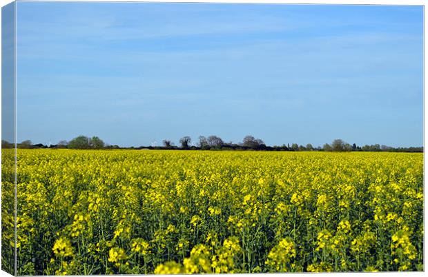 Fields of Gold Canvas Print by Daniel Gray