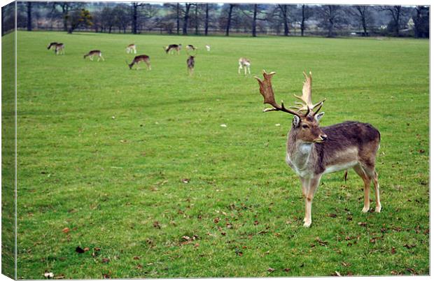 Deer Looking Canvas Print by Daniel Gray