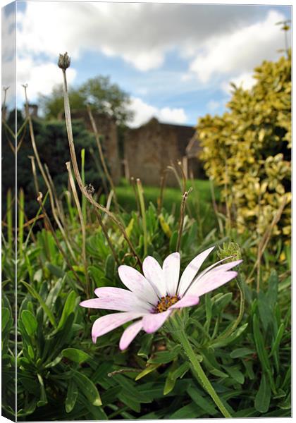 Churchyard Flower Canvas Print by Daniel Gray